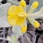 Phlomis olivieri Fleur