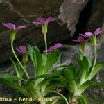 Androsace ciliata Habit