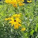 Rudbeckia nitida 花