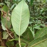 Magnolia sororum Yaprak