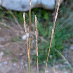 Thinopyrum junceum Flower