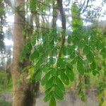 Moringa oleifera पत्ता