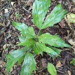 Caryota mitisLevél