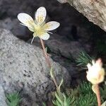 Saxifraga moschata Blodyn