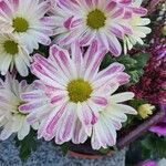 Chrysanthemum indicum Flower