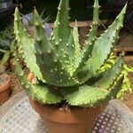 Aloe aculeataList