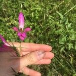 Gladiolus italicusफूल