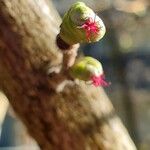 Corylus avellanaFloare