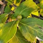 Mystroxylon aethiopicum Fruct