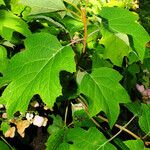 Hydrangea quercifolia Habitus