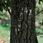 Annona crassiflora Bark