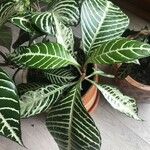 Aphelandra squarrosa 葉