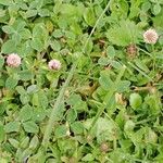 Trifolium fragiferum Yeri