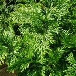 Selaginella plana