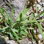 Anaphalis margaritacea Leaf