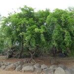 Pongamia pinnata عادت داشتن