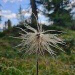 Pulsatilla alpina Flower