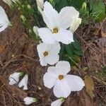 Eureiandra leucantha Flor