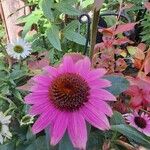 Echinacea purpureaFiore