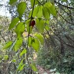 Cornus mas叶