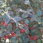 Cotoneaster franchetii Foglia