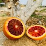 Citrus × aurantium Meyve
