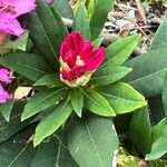 Rhododendron insigne Цветок