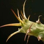 Euphorbia horwoodii