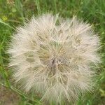 Tragopogon pratensis Fruit