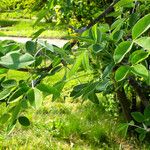 Laburnum anagyroides Feuille