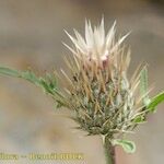 Klasea pinnatifida Fruit