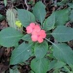 Impatiens walleriana Habit