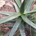 Aloe castanea List