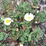 Cistus salviifolius Costuma