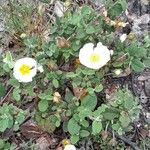 Cistus salviifolius Pokrój