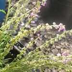 Polygala polygama Flor