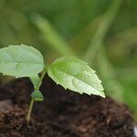 Celtis prantlii Hoja