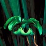 Sarracenia flava Fula