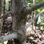 Gardenia aubryi Bark