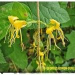 Lonicera caprifoliumFlors