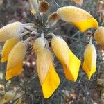 Ulex europaeusFlower