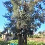 Casuarina cunninghamiana List