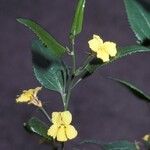 Goodenia ovata