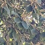 Clethra mexicana 叶