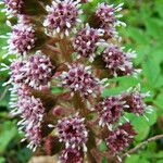 Petasites hybridus Çiçek