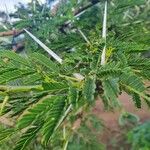 Vachellia seyal Folha