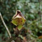 Polystachya galeata Flower