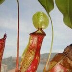 Nepenthes spp. Leaf