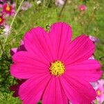 Cosmos bipinnatus 花