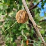 Combretum molle Fruit